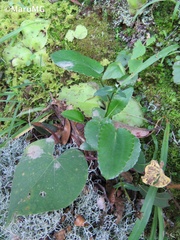 Ipomoea orizabensis