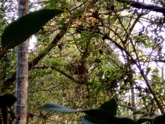 Muscicapa dauurica