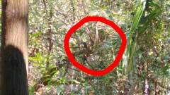 Ixobrychus flavicollis