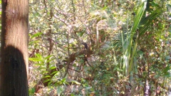 Ixobrychus flavicollis