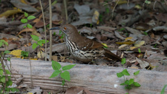 Toxostoma longirostre