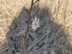 Hemizonia congesta luzulifolia