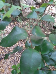 Syzygium smithii