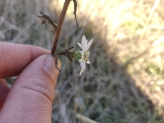 Hemizonia congesta luzulifolia