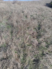 Hemizonia congesta luzulifolia