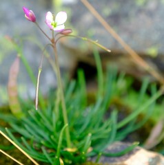 Heliophila carnosa