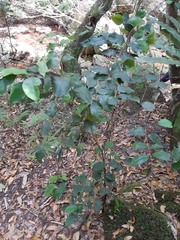 Syzygium smithii