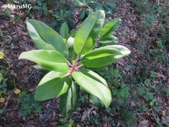 Arbutus