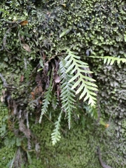 Notogrammitis heterophylla