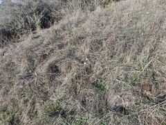 Hemizonia congesta luzulifolia