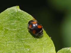Scymnus frontalis