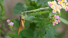 Stagmomantis resacae