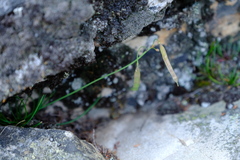 Heliophila carnosa