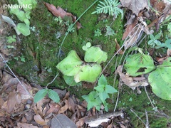 Pinguicula