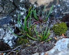 Heliophila carnosa