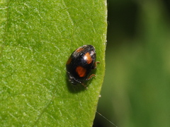 Scymnus frontalis