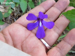 Pinguicula moranensis