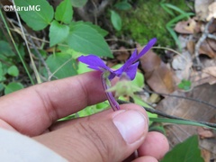 Pinguicula moranensis