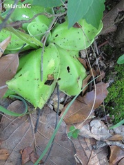 Pinguicula moranensis