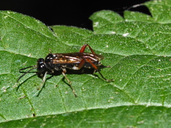 Macrophya chrysura
