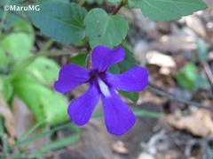 Pinguicula moranensis