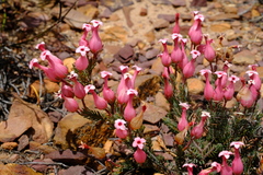 Erica junonia minor