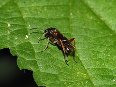 Macrophya chrysura