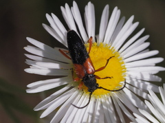 Stenurella jaegeri