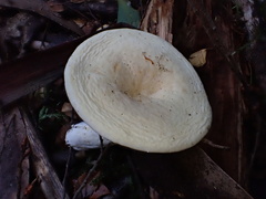 Lactifluus albopicrus