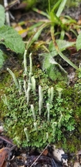 Cladonia fimbriata