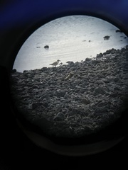 Charadrius obscurus aquilonius