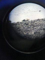 Charadrius obscurus aquilonius