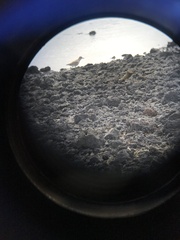 Charadrius obscurus aquilonius