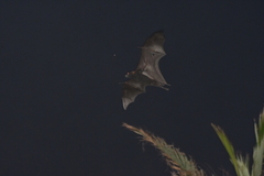 Pteropus alecto