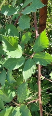 Rubus praecox