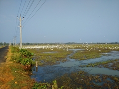 Ardeidae