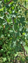 Rubus praecox
