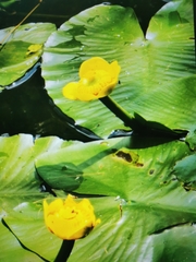 Nuphar lutea