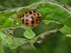 Henosepilachna vigintisexpunctata