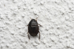 Macroscytus