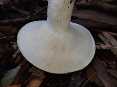 Lactifluus albopicrus