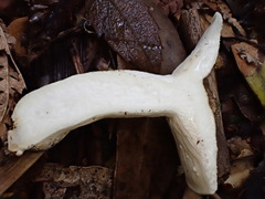 Lactifluus albopicrus