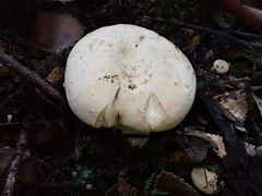 Lactifluus albopicrus