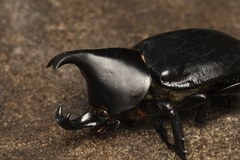 Xylotrupes australicus