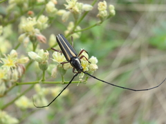 Sphaenothecus bilineatus