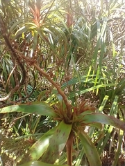 Dracophyllum traversii