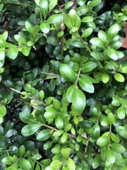 Buxaceae