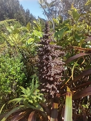 Dracophyllum traversii