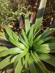 Dracophyllum traversii