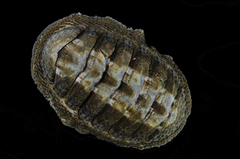 Chiton granosus